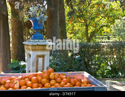 Kiste mit frischen Orangen in der Real Alcazar Gärten UNESCO World Heritage Site Sevilla Andalusien Spanien Europa Stockfoto