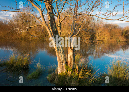 Alten Erle Baum wächst am Ufer des Flusses Braut, einem Nebenfluss des Flusses Blackwater, Grafschaft Waterford, Irland Stockfoto