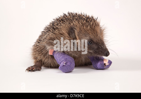 Europäische Igel mit Bandagen auf zwei gebrochene Beine Stockfoto