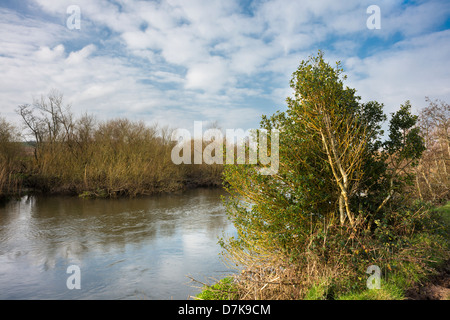 Holly Tree (Ilex aquifolium) wächst am Ufer des Bride River, einem Nebenfluss des Blackwater im County Waterford, Irland Stockfoto