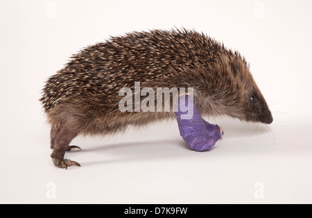 Europäische Igel mit Bandagen auf zwei gebrochene Beine Stockfoto