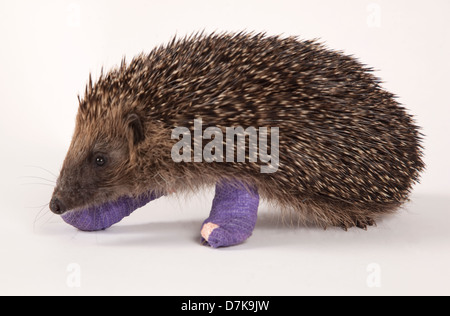 Europäische Igel mit Bandagen auf zwei gebrochene Beine Stockfoto