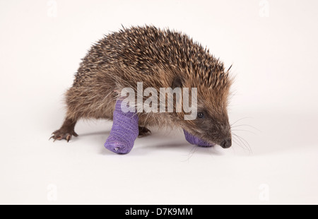 Europäische Igel mit Bandagen auf zwei gebrochene Beine Stockfoto