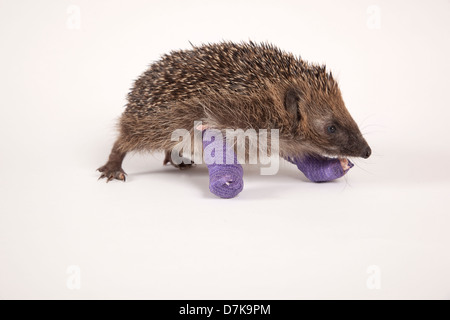 Europäische Igel mit Bandagen auf zwei gebrochene Beine Stockfoto