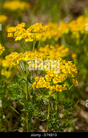 Blume-Zypressen-Wolfsmilch (Euphorbia Cyparissias) auf Wiese Stockfoto