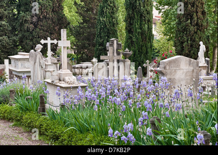 Gedenkstätten und Grabsteine auf dem Englischen Friedhof, Florenz, Italien, gegründet 1827. Süße Iris (Iris pallida, Dalmatinische Iris) blüht zwischen den Gräbern Stockfoto