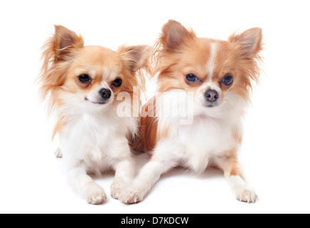 Porträt von einem süßen reinrassige Chihuahuas vor weißem Hintergrund Stockfoto