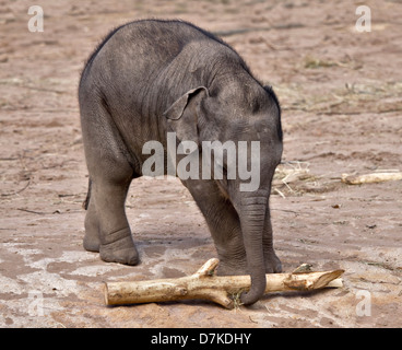 Asiatischer Elefant (Elephas Maximus) Kalb Stockfoto
