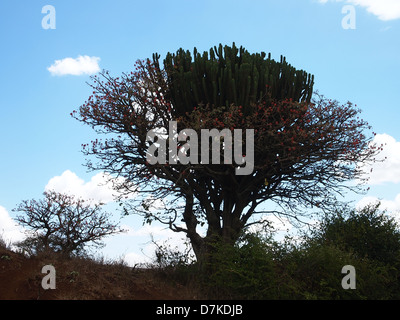 Eine Coral Tree in der Serengeti Nationalpark in Tansania Stockfoto