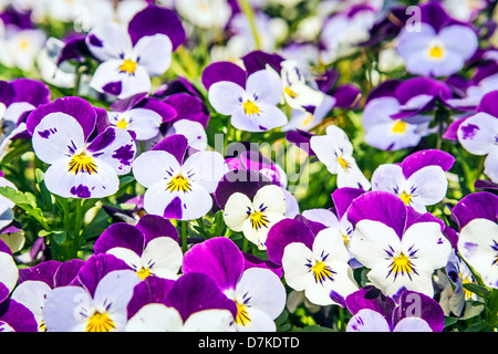 Viola Altaica im Garten im sonnigen Frühling Stockfoto