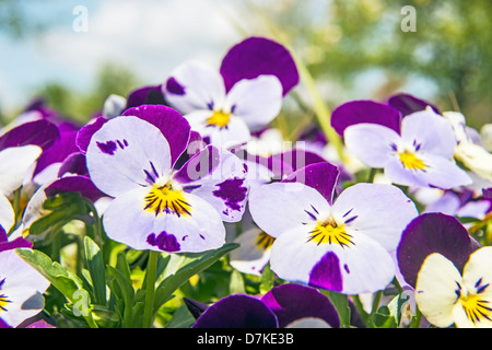 Viola Altaica im Garten im Frühjahr Stockfoto