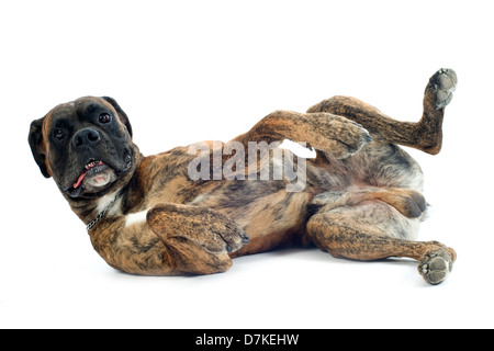 reinrassige Boxer liegend auf dem Rücken vor einem weißen Hintergrund Stockfoto
