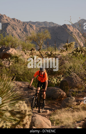 Ein Radfahrer fährt ein Mountain-Bike auf dem 50 Jahr-Trail auf Staatsland Vertrauen in die Sonora-Wüste, Catalina, Arizona, USA. Stockfoto