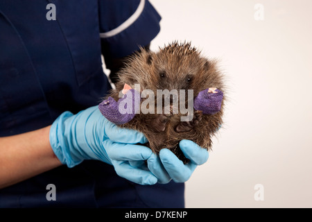 Europäische Igel mit zwei gebrochene Beine in die hand Stockfoto