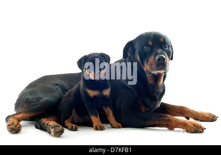 Porträt von reinrassigen Rottweiler Welpen und Erwachsenen vor weißem Hintergrund Stockfoto