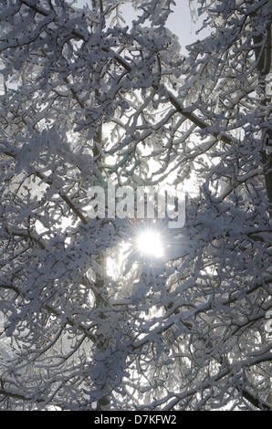 Verschlungenen Zweigen der zwei Ebenen Pappeln sind in dicken, nassen Schnee mit der Sonne spähen durch von hinten beschichtet. Stockfoto