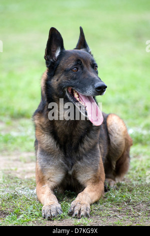 Bild von einem reinrassigen belgischen Schäferhund malinois Stockfoto