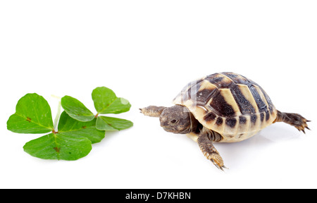 junge Schildkröten und Kleeblatt isoliert auf einem weißen isoliert Stockfoto