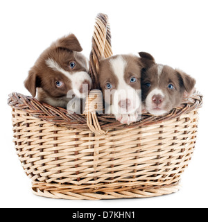 Porträt von Welpen Border Collie in einen Korb vor weißem Hintergrund Stockfoto