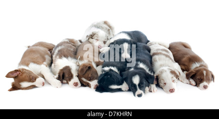 Porträt von Welpen Border Collie vor weißem Hintergrund Stockfoto