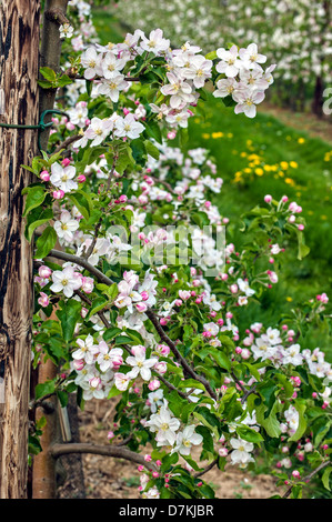 Apfelbaum (Malus Domestica) blühen im Obstgarten im Frühjahr, Hesbaye, Belgien Stockfoto