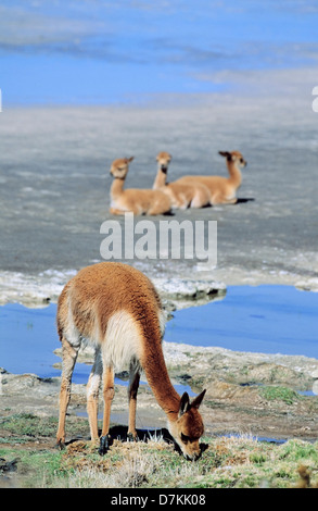 Chile, Altiplano, Anden, Salar de Surire.  Vikunjas (Vicugna Vicugna) Mutter mit Kalb. Stockfoto