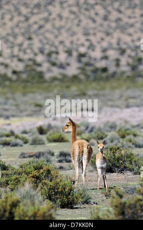 Chile, Altiplano, Anden, Salar de Surire.  Vikunjas (Vicugna Vicugna) Mutter mit Kalb. Stockfoto