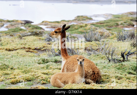 Chile, Altiplano, Anden, Salar de Surire.  Vikunjas (Vicugna Vicugna) Mutter mit Kalb. Stockfoto