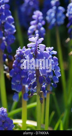 Die Trauben Hyazinthe Muscari Stockfoto