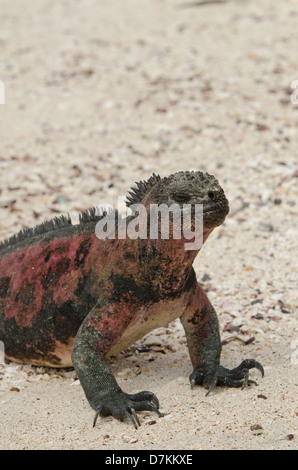 Ecuador, Galapagos, Espanola, Punta Suarez. Marine Iguana (Wild: Amblyrhynchus Cristatus Venustissimus) am Sandstrand. Stockfoto