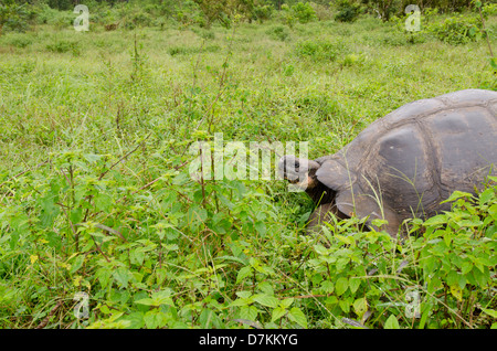 Ecuador, Galapagos. Santa Cruz-Hochland, wilde Galapagos kuppelförmigen Schildkröte (endemische Unterarten: Geochelone Nigrita) Stockfoto