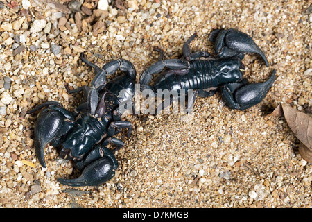 Schwarze Skorpione stehen auf sandigen Boden, Thailand Stockfoto