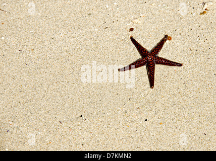Seestern am tropischen Sandstrand als Hintergrund. Stockfoto