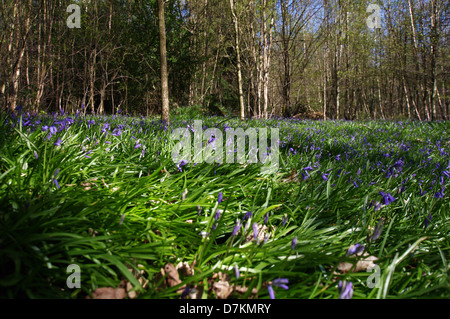 Glockenblumen in Ashdown Forest, England Stockfoto