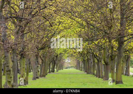 Allee der Bäume und Rasen im Regents Park im Frühling, London Stockfoto