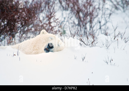 Eisbär schlafend in den Schnee, Ursus Maritimus, Wapusk-Nationalpark, in der Nähe von Hudson Bay, Cape Churchill, Manitoba, Kanada Stockfoto