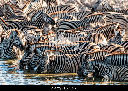 Herde oder Blenden von Burchell Zebras, Equus Burchellii trinken in Okaukuejo Wasserloch, Etosha, Namibia, Afrika Stockfoto