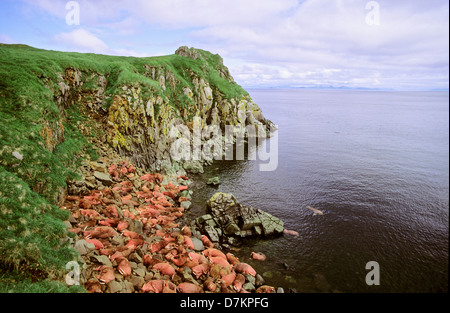 Pazifische Walross (Odobenus Rosmarus Divergens). Runde Insel, Alaska, USA, Nordamerika. Gruppe von Männern am Strand ausruhen. Stockfoto