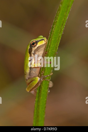 Europäischer Laubfrosch, Hyla Savigny am Stiel Stockfoto