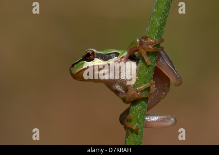 Europäischer Laubfrosch, Hyla Savigny am Stiel Stockfoto