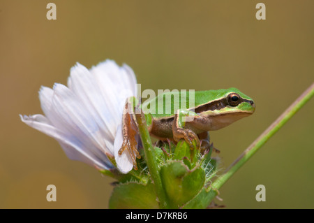 Europäischer Laubfrosch, Camouflage Stockfoto