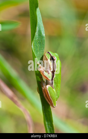 Europäischer Laubfrosch, Camouflage Stockfoto