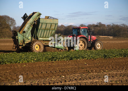 Thyregod Zuckerrüben Harvester gezeichnet von Traktor Ernte Feld, Shottisham, Suffolk, England Stockfoto