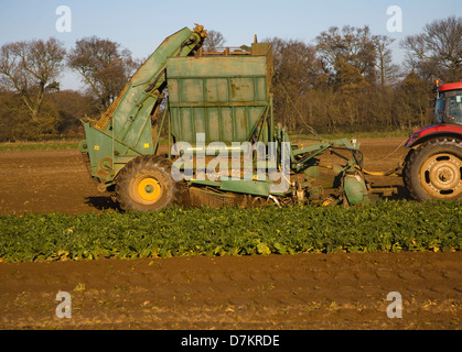 Thyregod Zuckerrüben Harvester gezeichnet von Traktor Ernte Feld, Shottisham, Suffolk, England Stockfoto