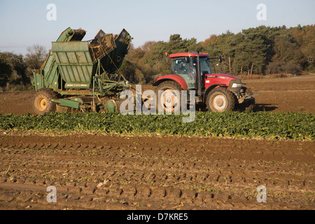 Thyregod Zuckerrüben Harvester gezeichnet von Traktor Ernte Feld, Shottisham, Suffolk, England Stockfoto