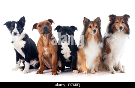 Porträt von fünf reinrassige Hunde vor weißem Hintergrund Stockfoto