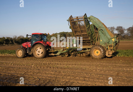 Thyregod Zuckerrüben Harvester gezeichnet von Traktor Ernte Feld, Shottisham, Suffolk, England Stockfoto