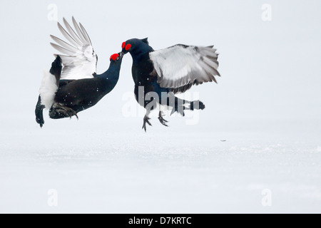 Black Grouse, at Tetrix, zwei Männchen kämpfen auf Schnee, Finnland, April 2013 Stockfoto