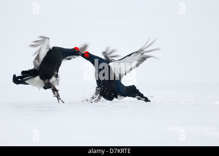 Black Grouse, at Tetrix, zwei Männchen kämpfen auf Schnee, Finnland, April 2013 Stockfoto