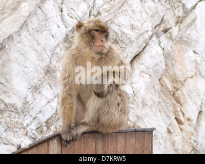 Ein Berberaffe thront auf einer Holzkiste. Stockfoto